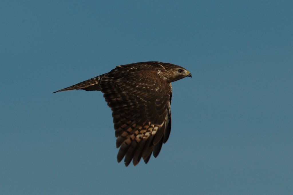 Red-tailed Hawk juv 2014-02-15_7 (1280x853).jpg